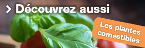 Plantes Sauvages Comestibles