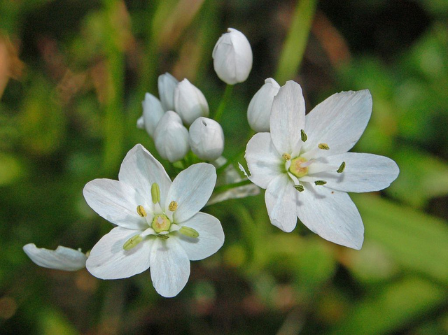 Allium : La Fiche Complète - Plante Méditerranéenne