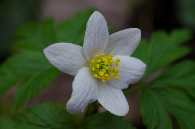 Anémone (Anemone) : La Fiche Complète - Plante Méditerranéenne