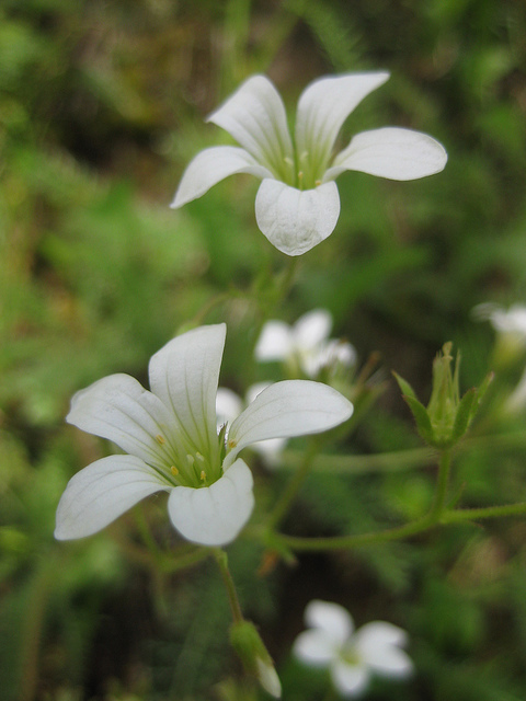 Sabline à grandes fleurs