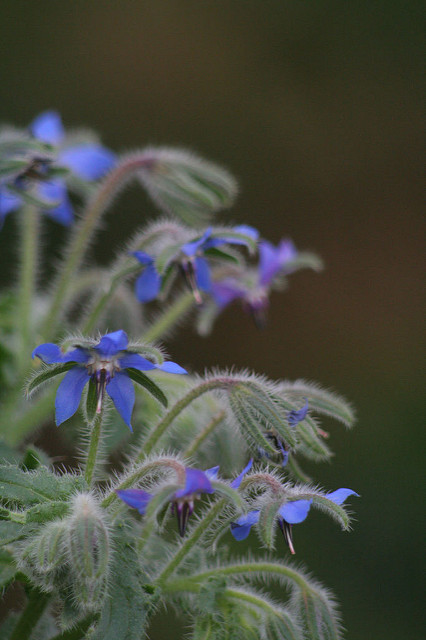 Bourrache officinale