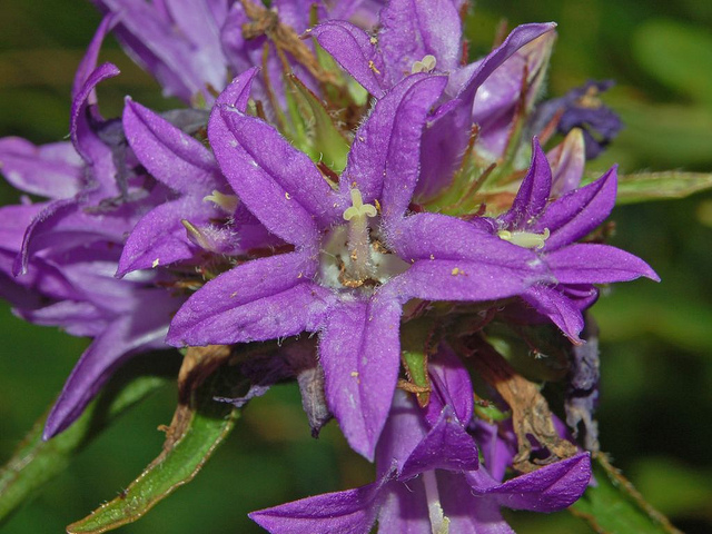 Campanule agglomérée