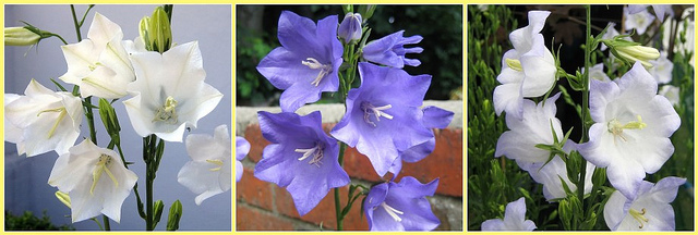 Campanule (Campanula) : La Fiche Complète - Plante Méditerranéenne