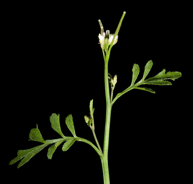 Cardamine hirsute