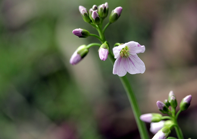 Cardamine des prés