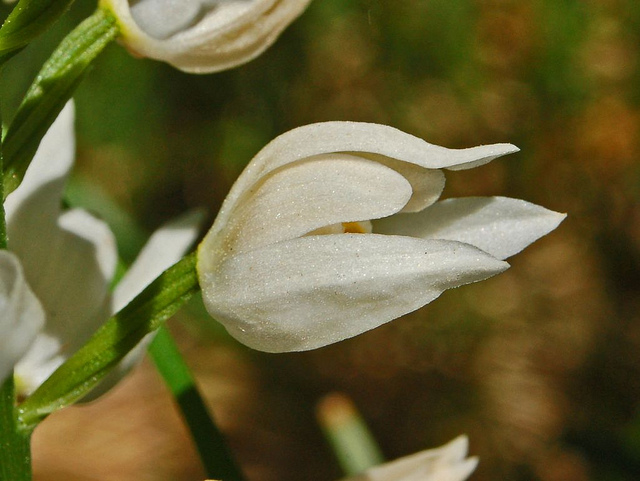 Céphalanthère à feuilles étroites