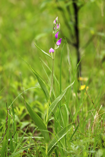 Céphalanthère rouge