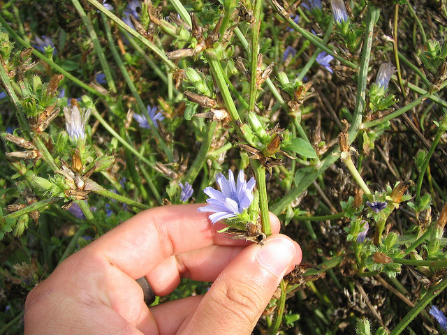 Chicorée sauvage