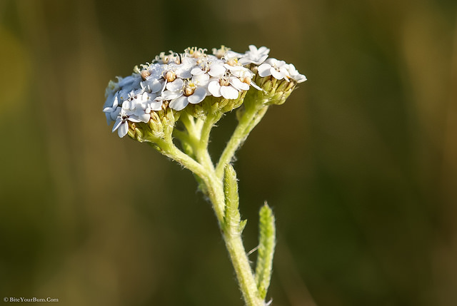 Conopode dénudé