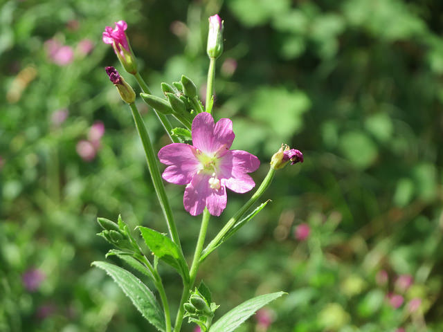 qu'est ce n°1 Martin 1 er mai trouvé par Martine Epilobium-hirsutum