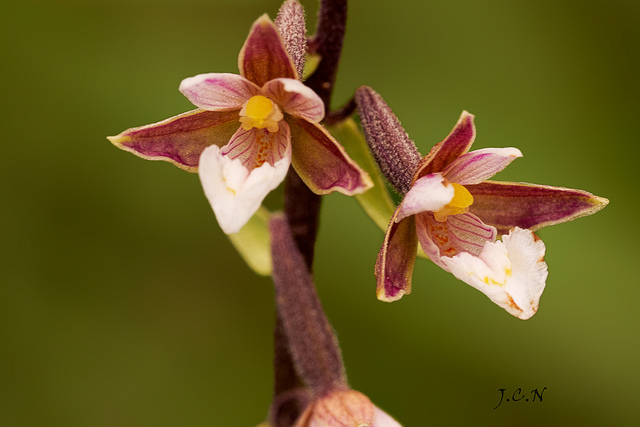 Epipactis des marais