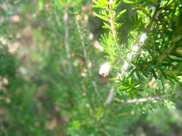 Bruyère arborescente