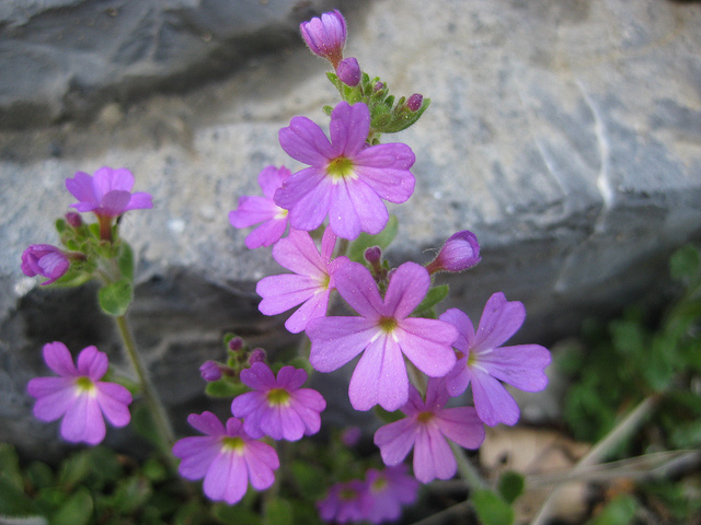 Erine des alpes