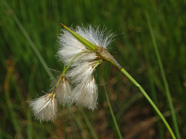 Linaigrette à feuilles étroites