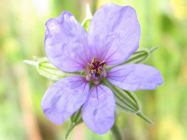 Erodium bec-de-cigogne