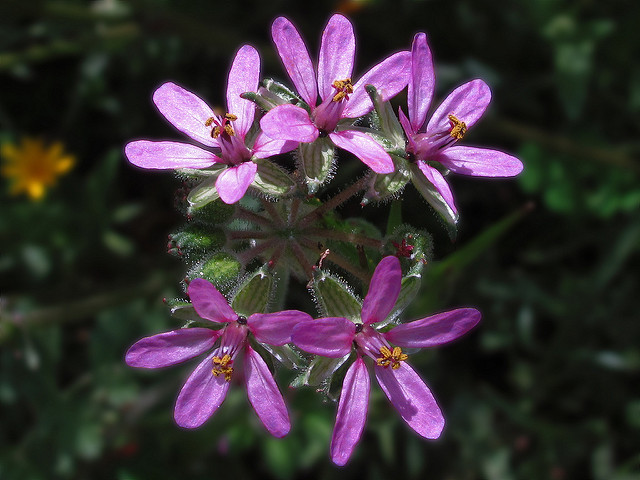 Erodium fausse mauve