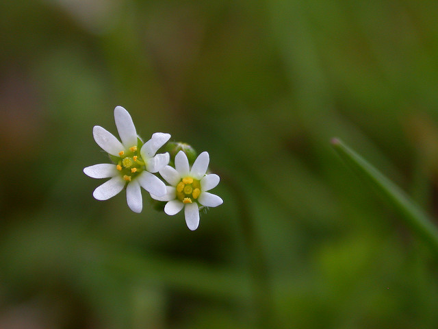 Drave du printemps