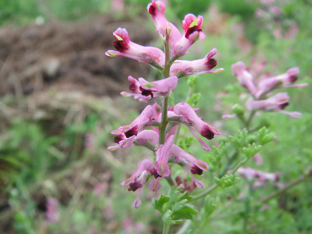 Fumeterre officinale