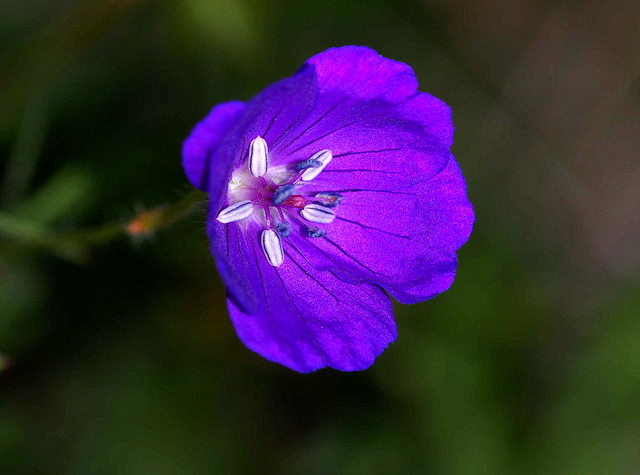 Géranium sanguin