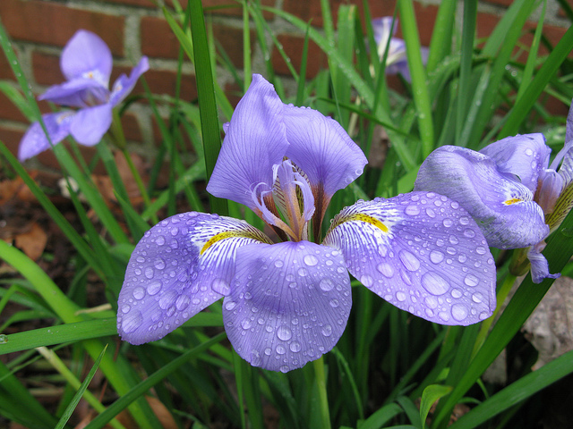 Iris d'alger