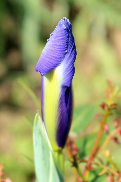 Iris d'espagne