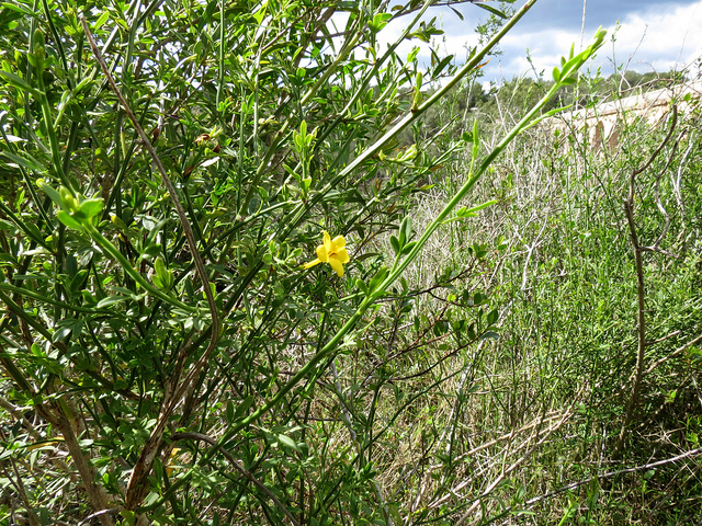 Jasmin jaune