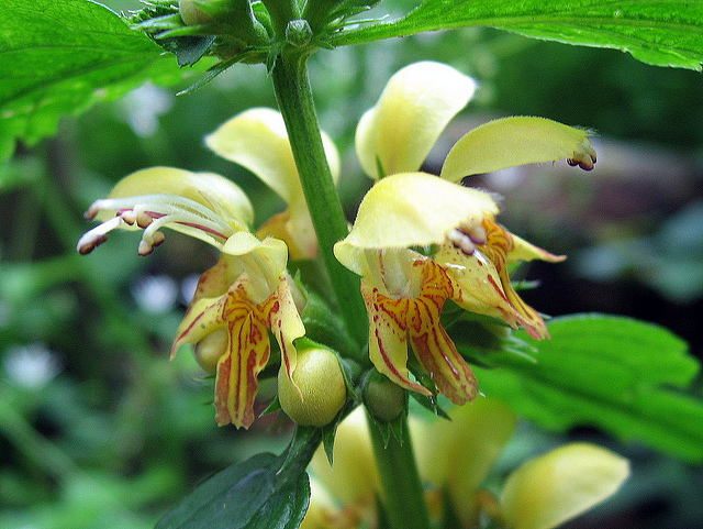 Lamier jaune