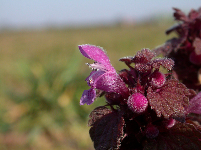 Lamier pourpre