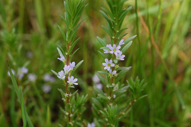 Lythrum à feuilles d'hysope