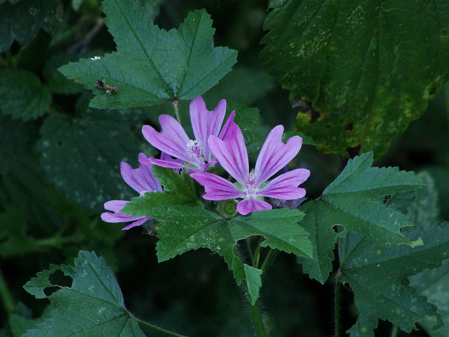 Grande mauve