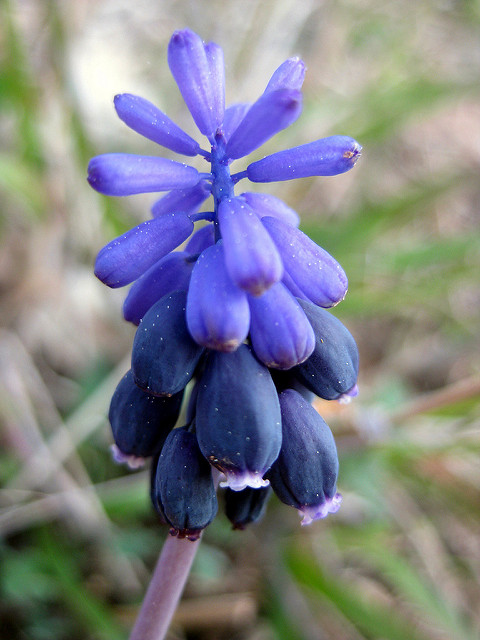 Muscari à grappes