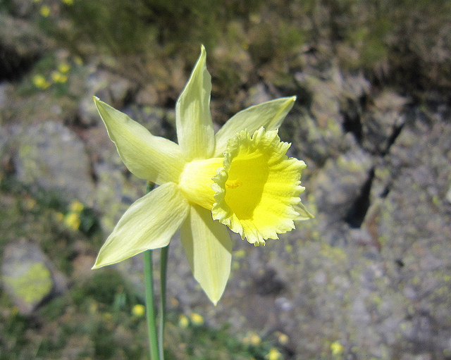 Jonquille des bois