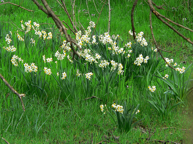 Narcisse à bouquet