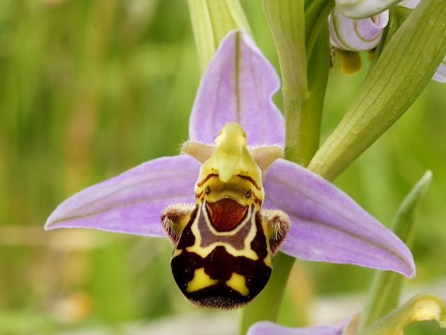 Ophrys abeille