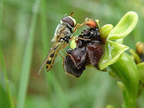 Ophrys bombyx