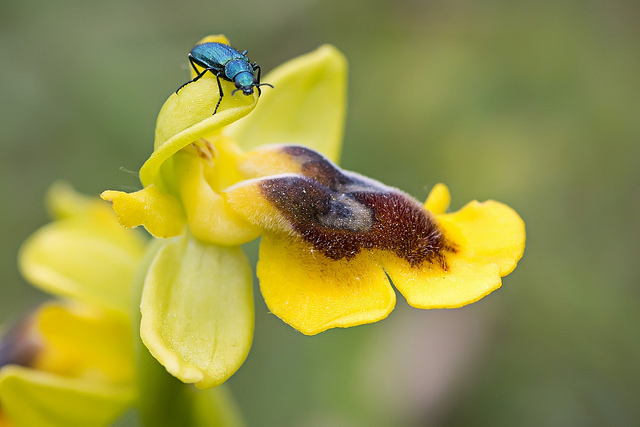 Ophrys jaune