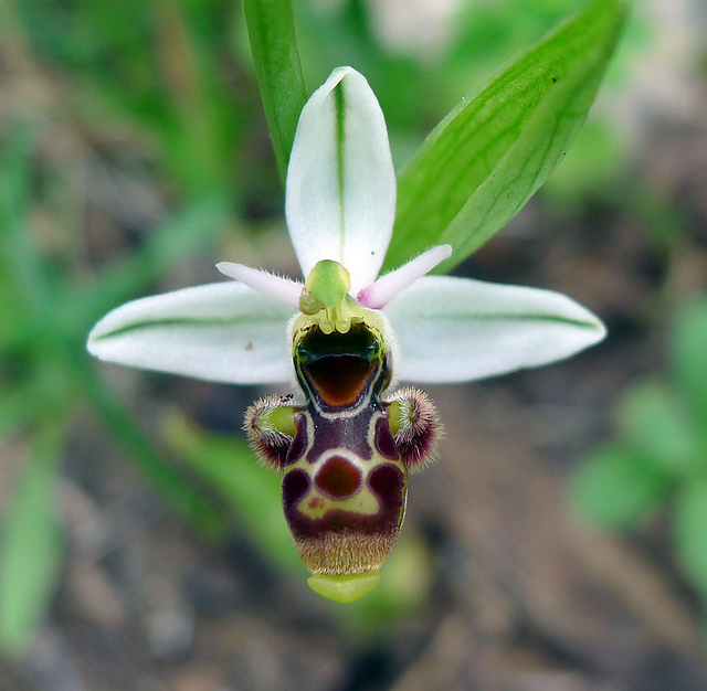 Ophrys bécasse