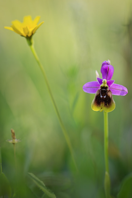 Ophrys guêpe