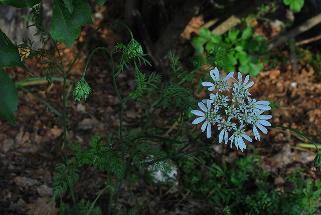 Caucalis à grandes fleurs