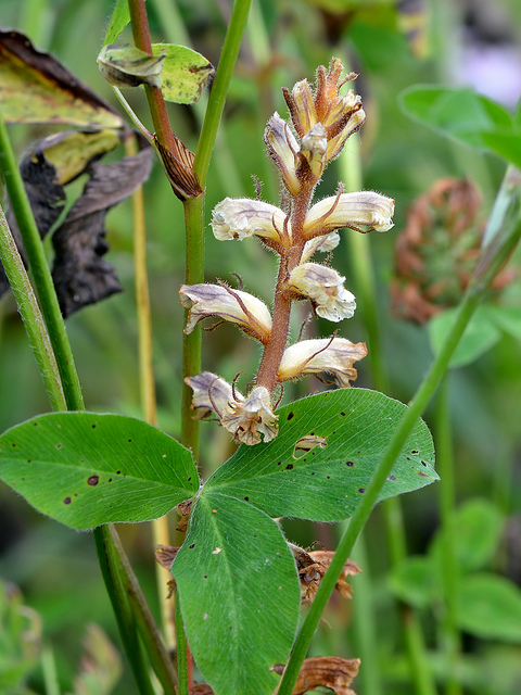 Orobanche du trèfle