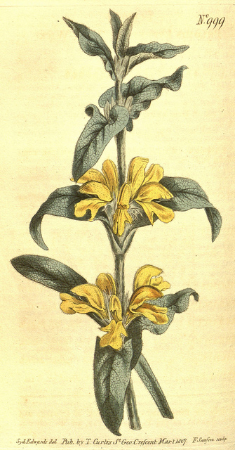 Phlomis lychnite