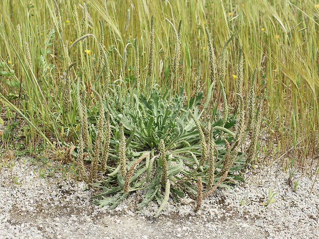 Plantain corne-de-cerf