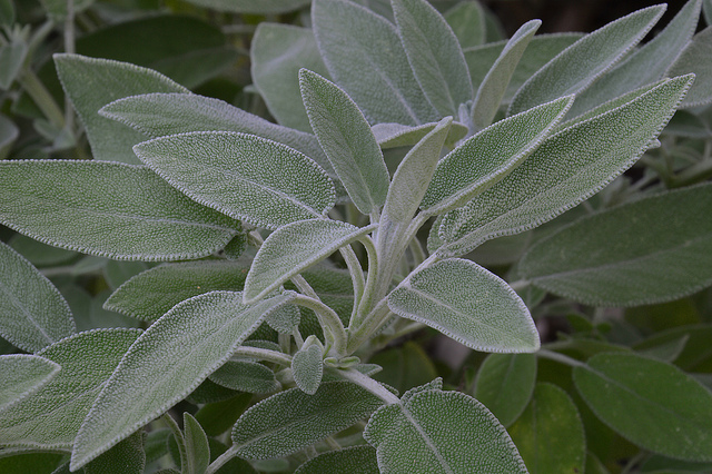 Sauge officinale