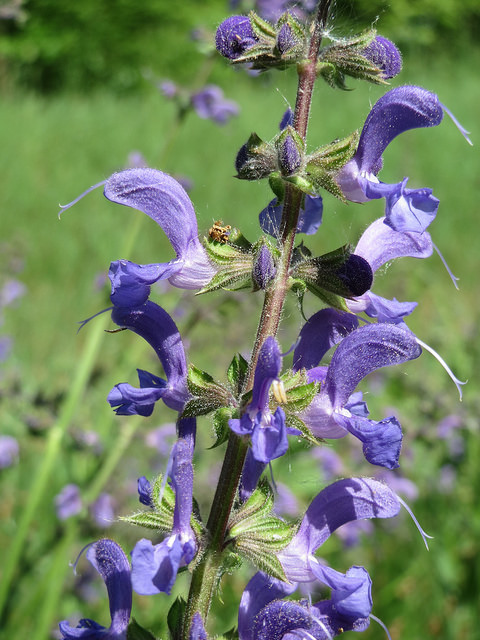 Sauge ornementale (Salvia) : La Fiche Complète - Plante Méditerranéenne