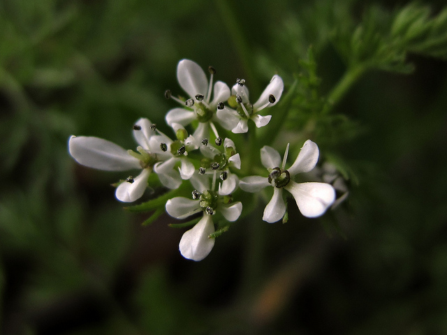 Scandix peigne-de-vénus