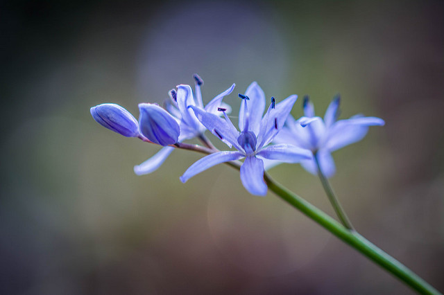 Scille à deux feuilles