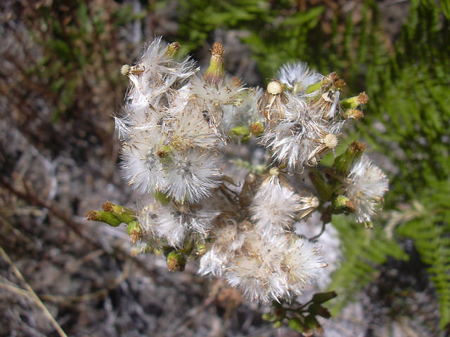 Séneçon des forêts