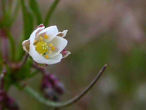 Espargoutte des champs