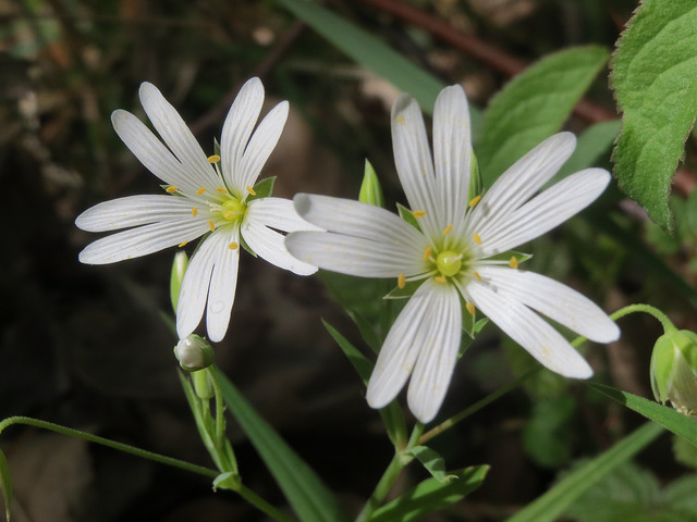 Stellaire holostée