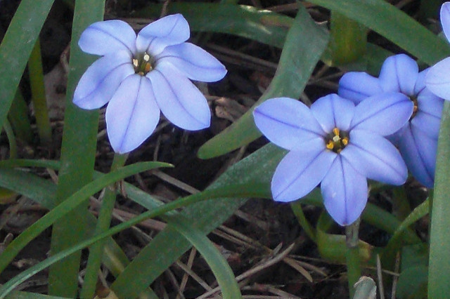 Ipheion